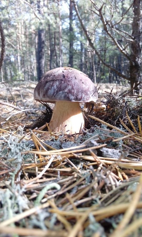 Pulemchanka Pulemets Exterior foto